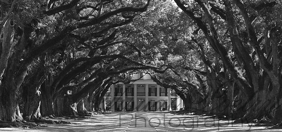 Oak Alley