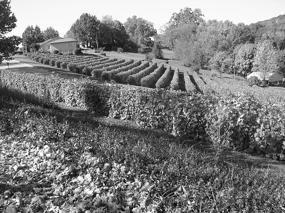 The Vineyard I