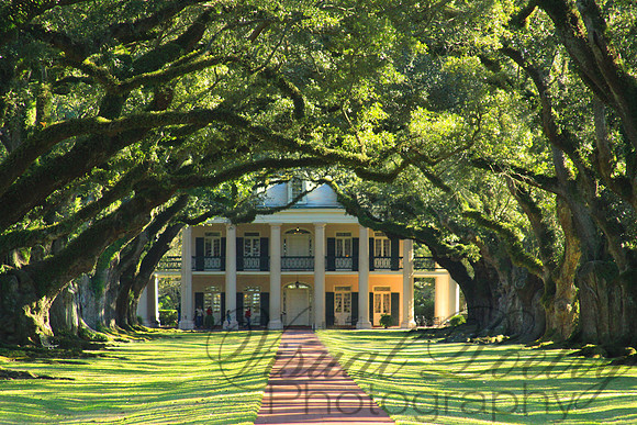 Oak Alley-C
