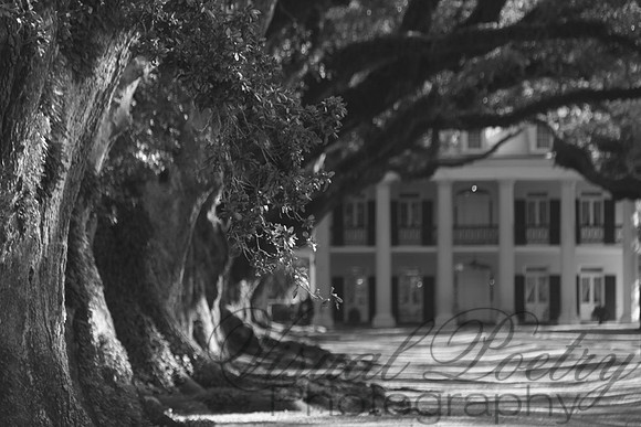Plantation Memories